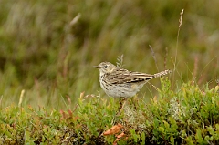 David Plant Photography - Wildlife Photography - Meadow pipit - E